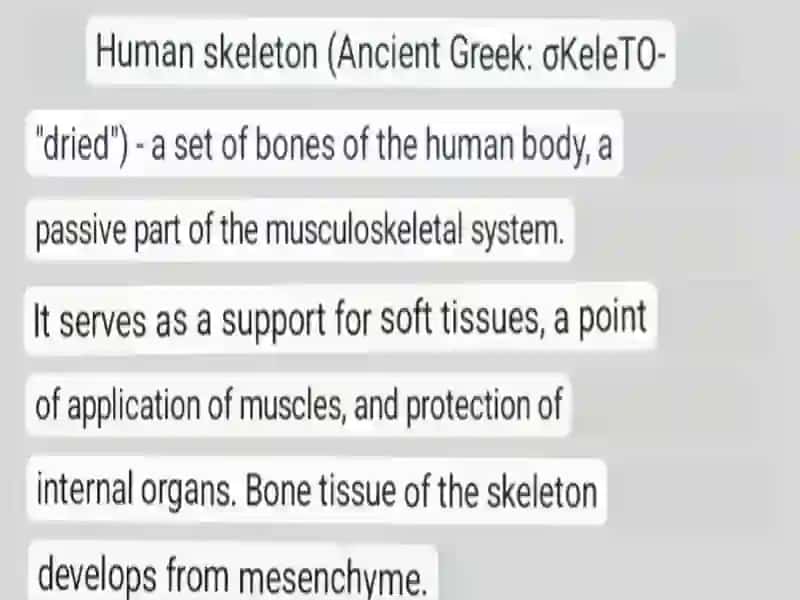 The skeletal system of a human being 3