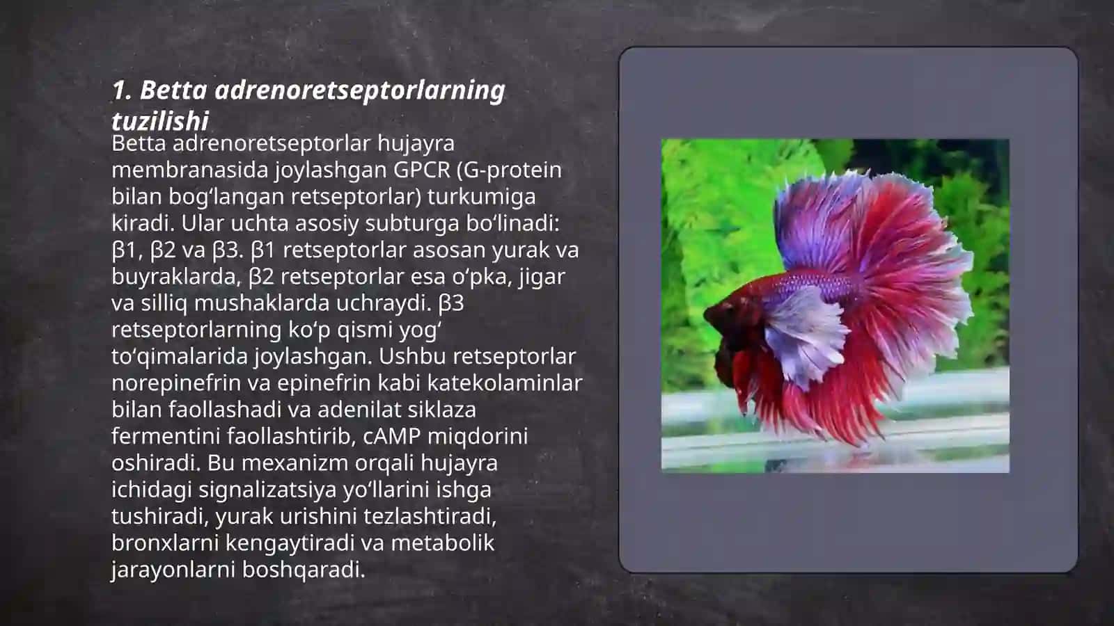 Betta adrenoretseptorlar 3