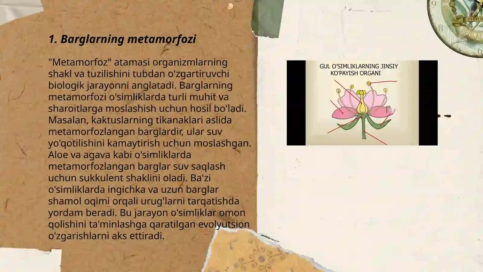 O‘simliklar organlarining metomorfozi 3