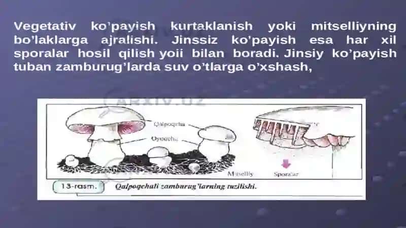 Zamburug‘larning tuzilishi 3
