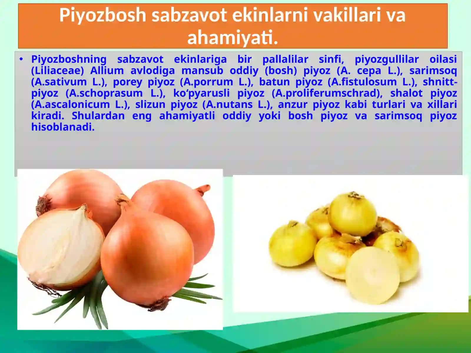 Piyozli sabzavotlar ahamiyati, biologiyasi, navlari va yetishtirish texnologiyasi 3