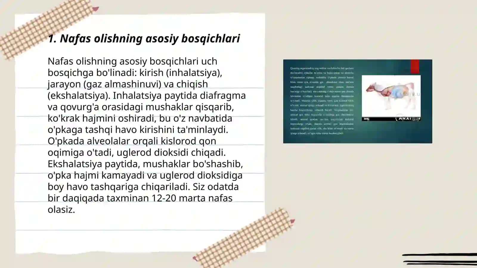 Nafas olish zanjiri mexanizmi 3