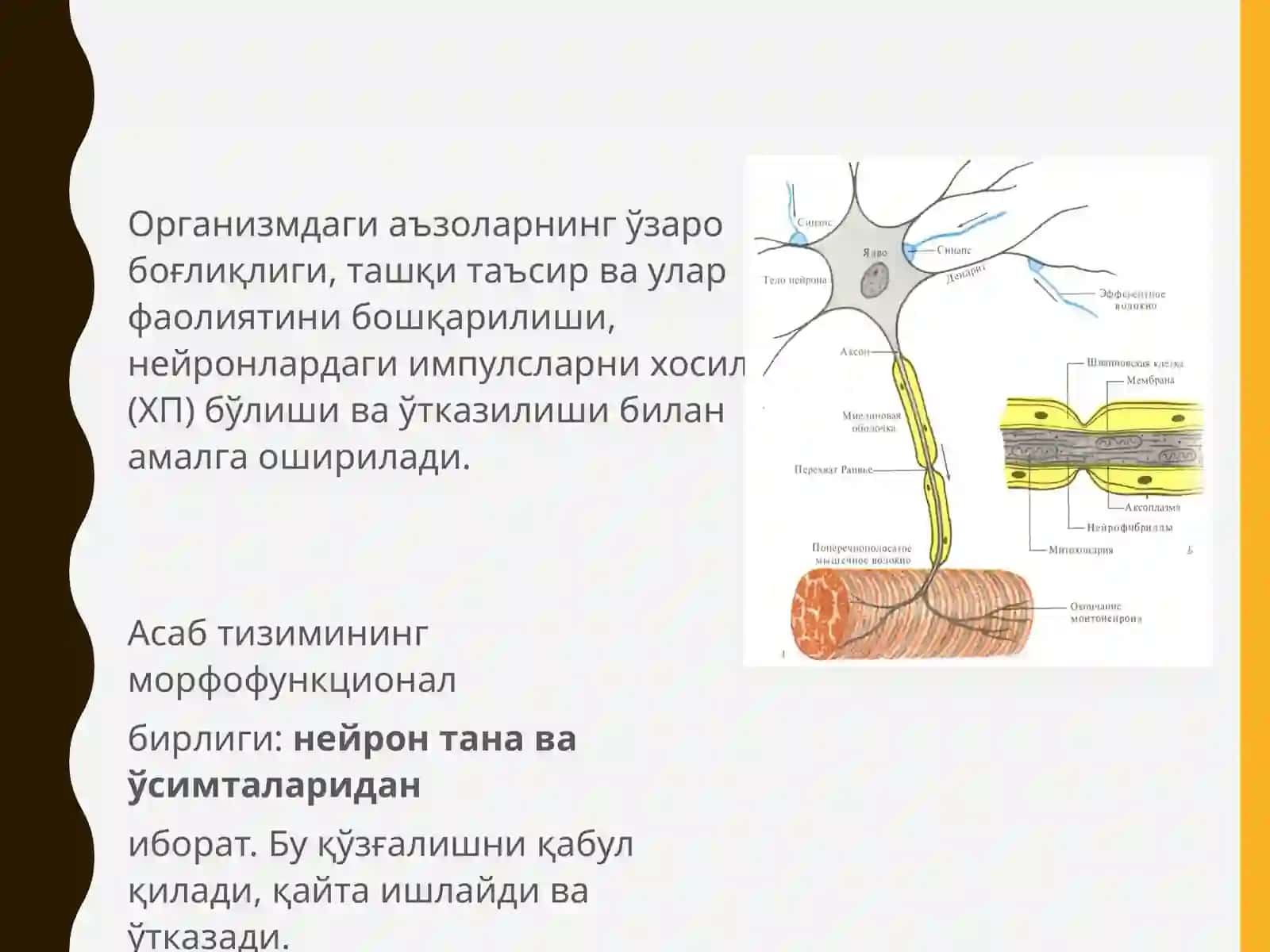 NERVТОЛАЛАРИНИНГ ВА СИНАПСЛАРНИНГ ФИЗИОЛОГИЯСИ 3