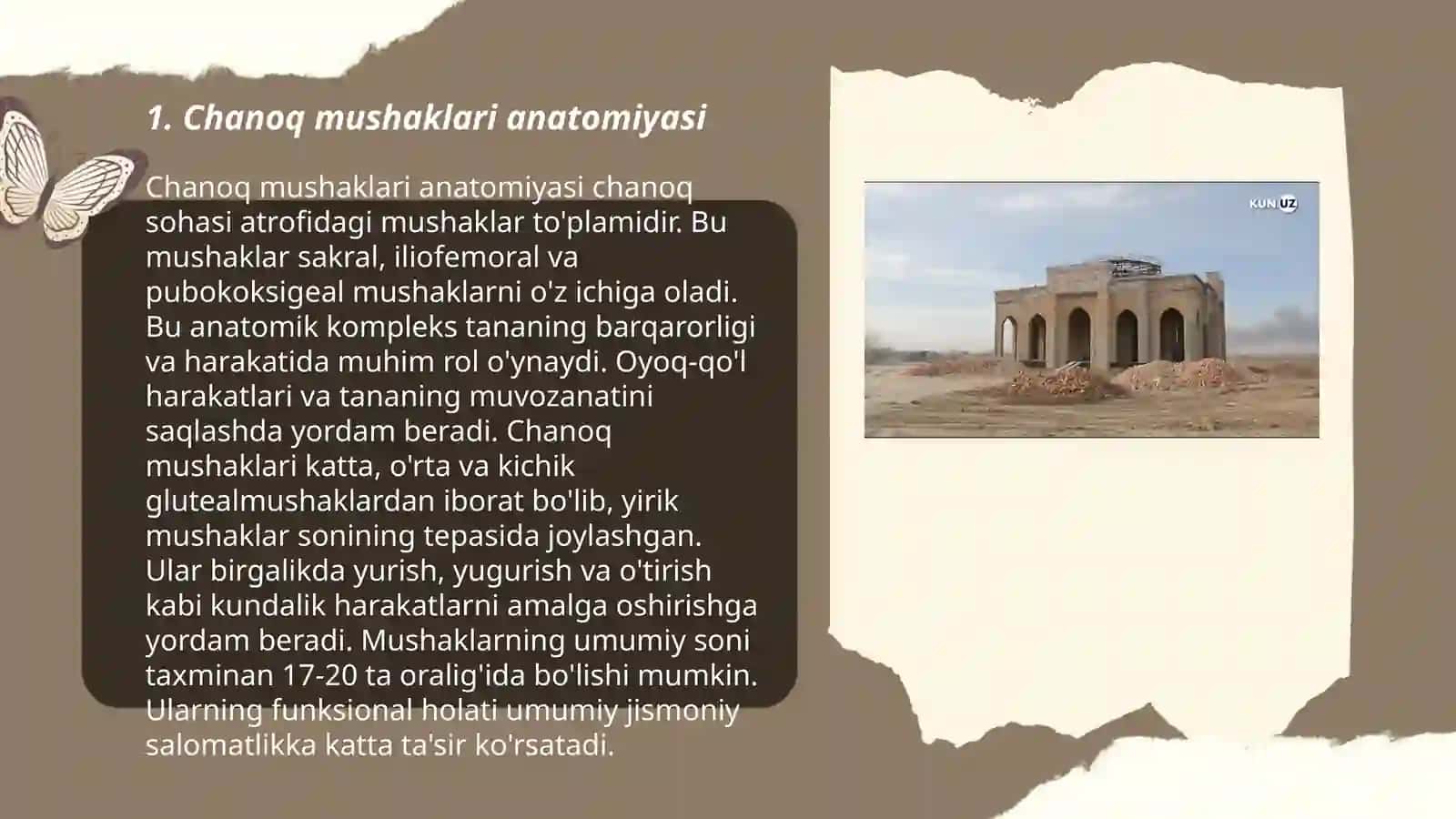 Chanoq mushaklari anatomiyasi 3
