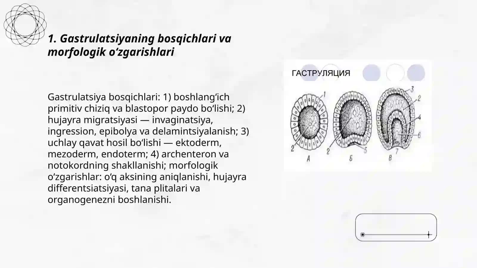 Gastrulatsiya va O’q organlar 3