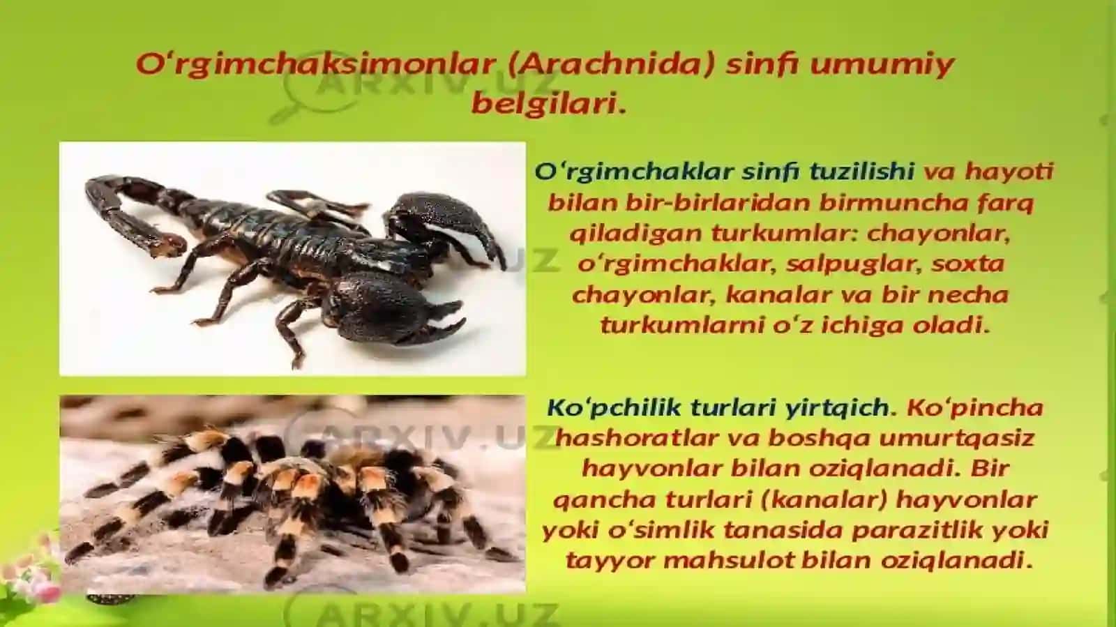 O’rgimchaksimonlar sinfi 3