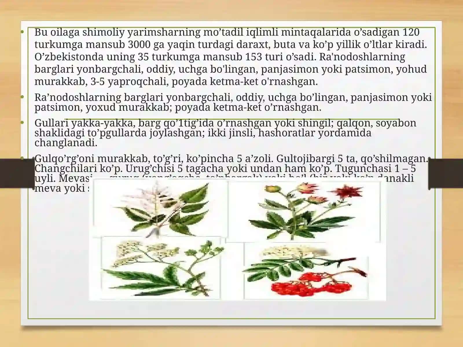 Ra’nodoshlar oilasi 3