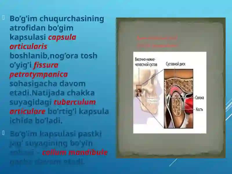 Chakka pastki jag’ bo’g’imining(ChPJB)tuzilish xususiyatlari. 3