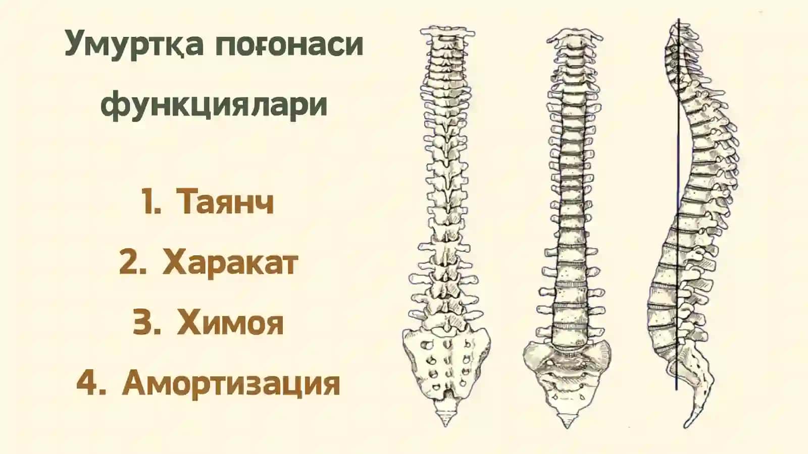 Умуртка погонаси 3