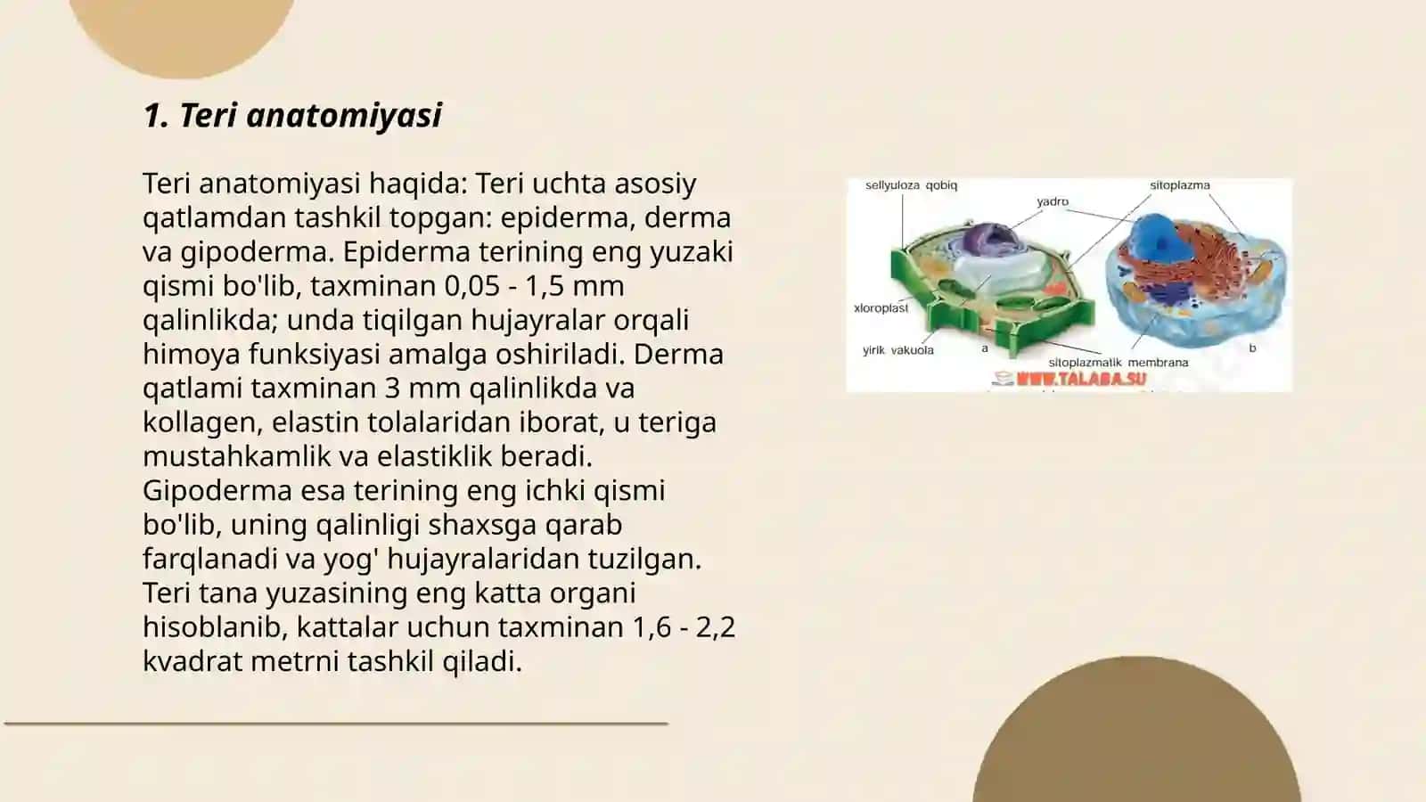 Teri va uning hosilalari 3