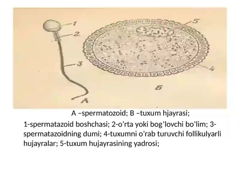 Ko’payish fiziologiyasi 3