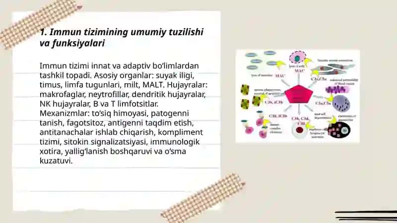 Immun sistema fiziologiyasi 3