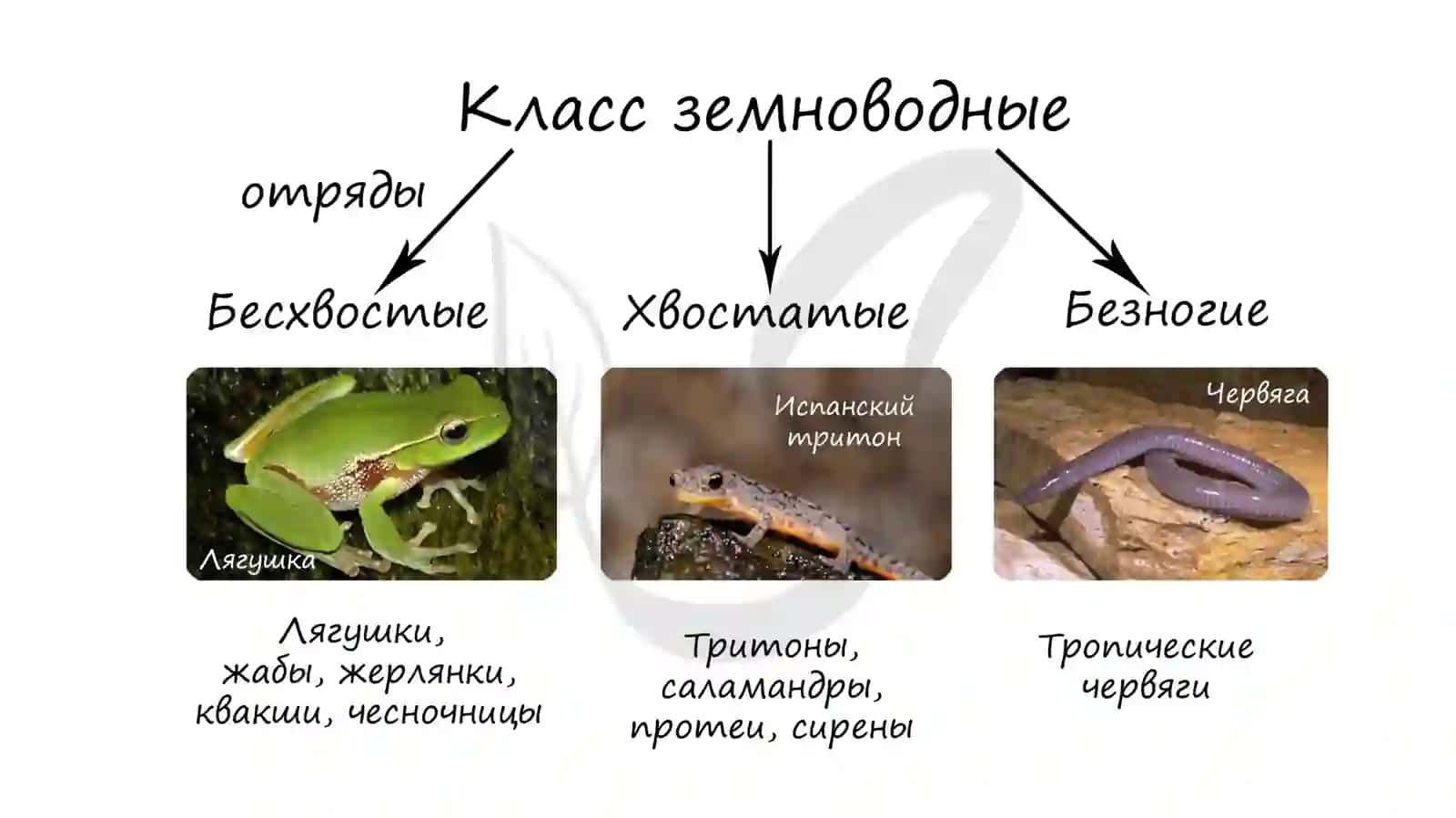 Класс земноводные 3