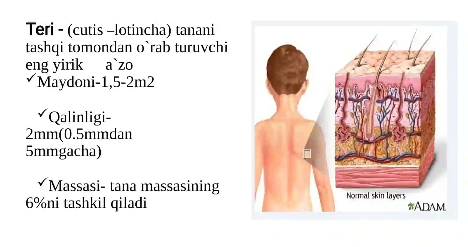 Terigistologiyasi 3