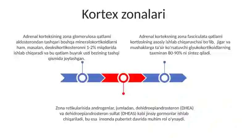 Buyrak usti bezining tuzilishi 3