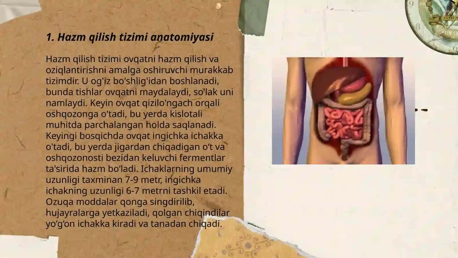 Hazim qilish orginlari 3