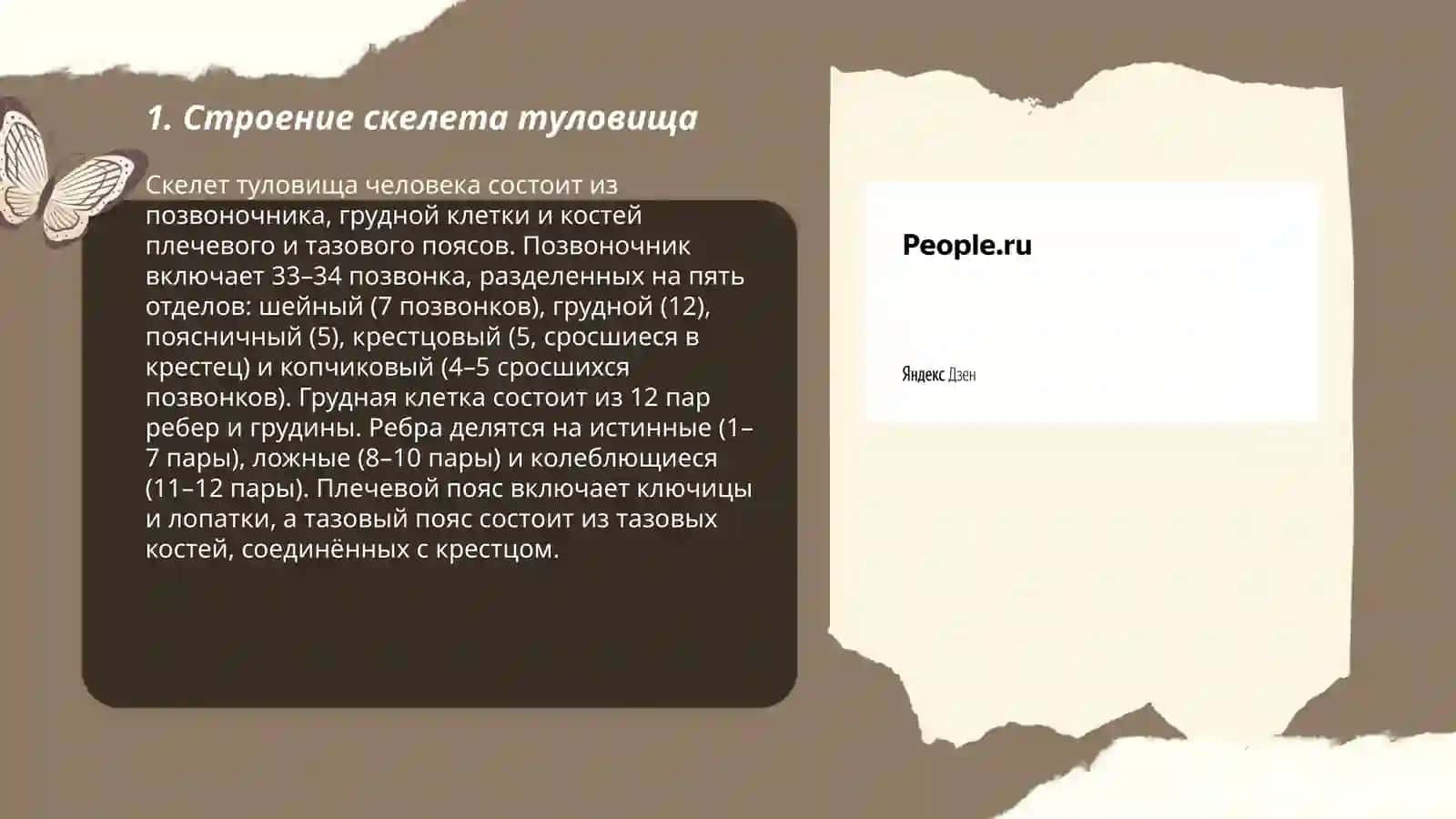 Скелет туловища 3