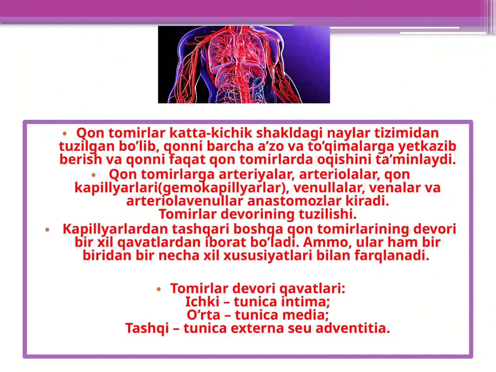 Arteryaning tarqalish qonuniyatlari 3