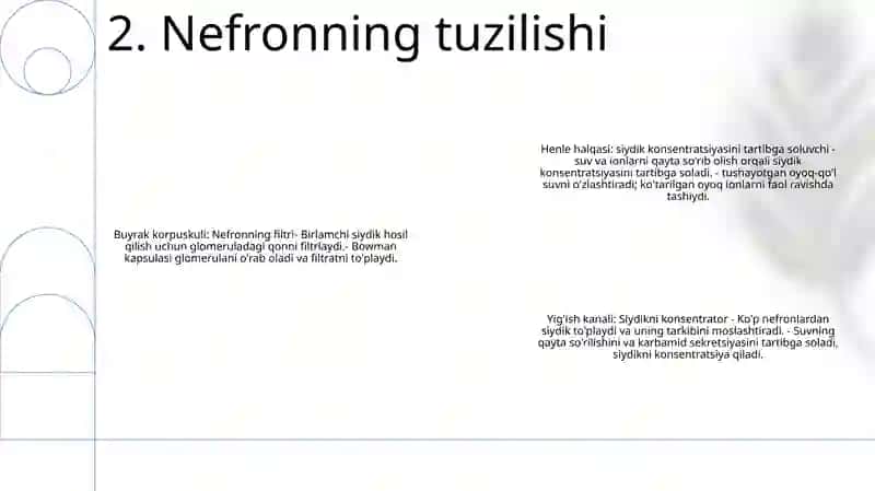 Buyrak Biokimyosi 3