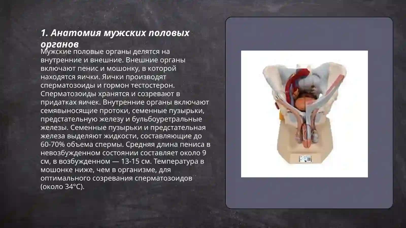 Мужской полових орган 3