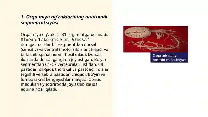 Orqa miya ogʻzaklarining anatomik segmentatsiyasi 3