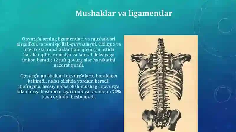 Qovurg'a suyagi.To'shsuyagi 3