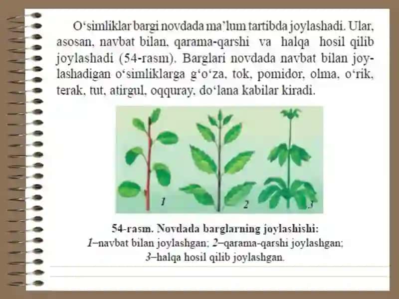 Novdada barglarning joylashuvi.Shakli  o`zgargan barglar. 3