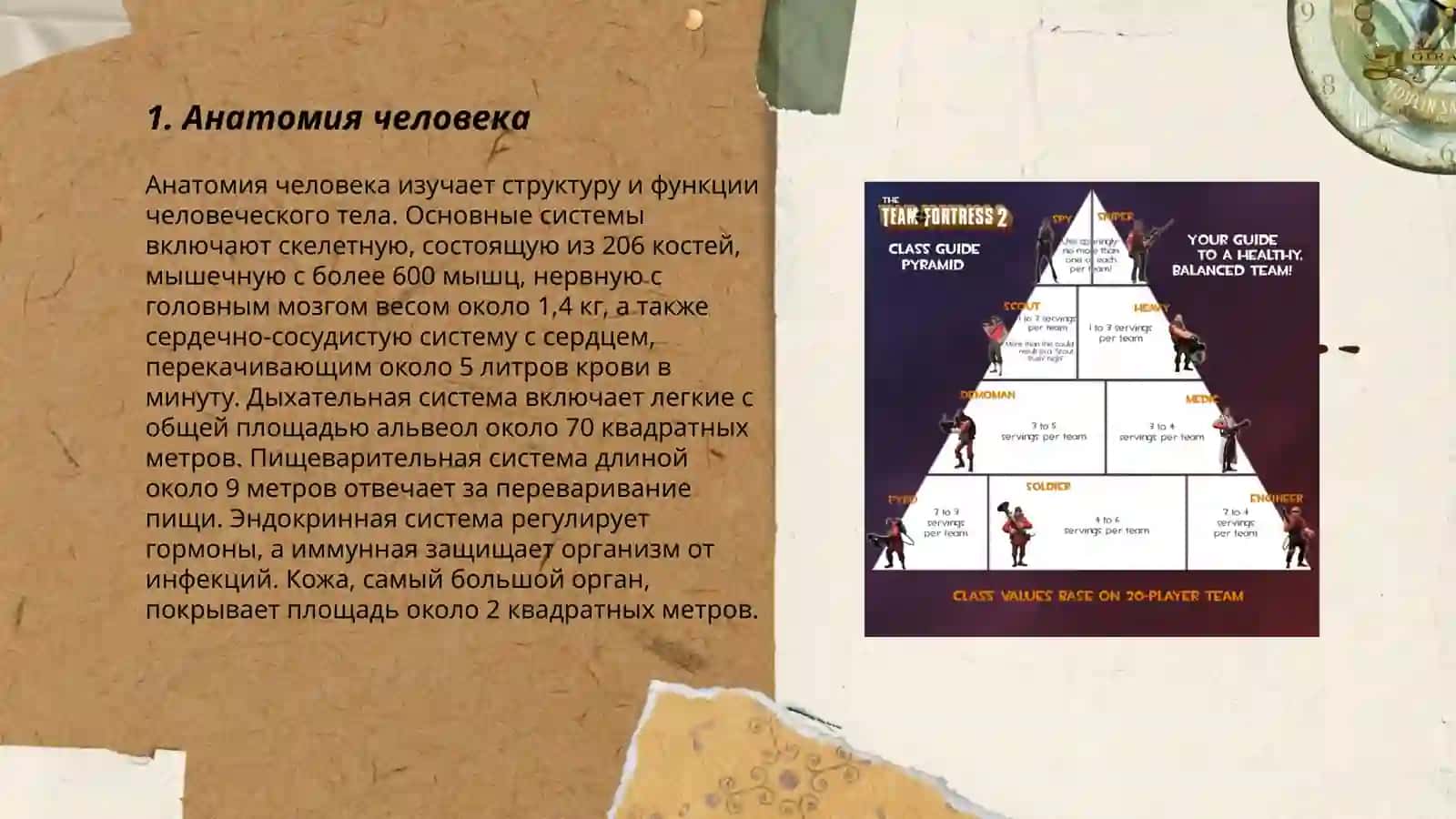 Анатомия человека 3