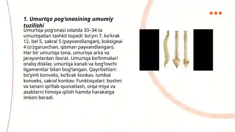 Umurtqa pogʻonasining tuzilishi 3