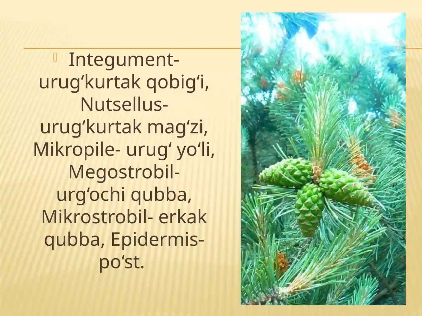 Qarag'ay toifa (Pinophita) 3