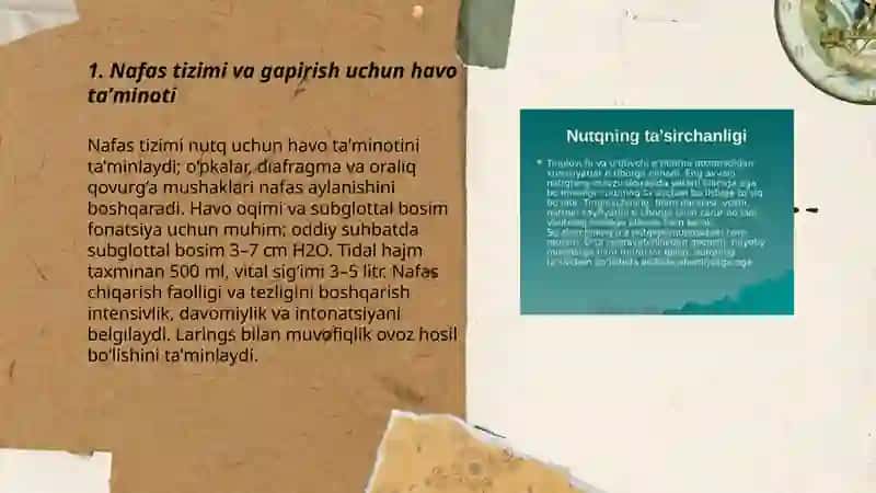 Nutq azolari va ularning vazifalari 3