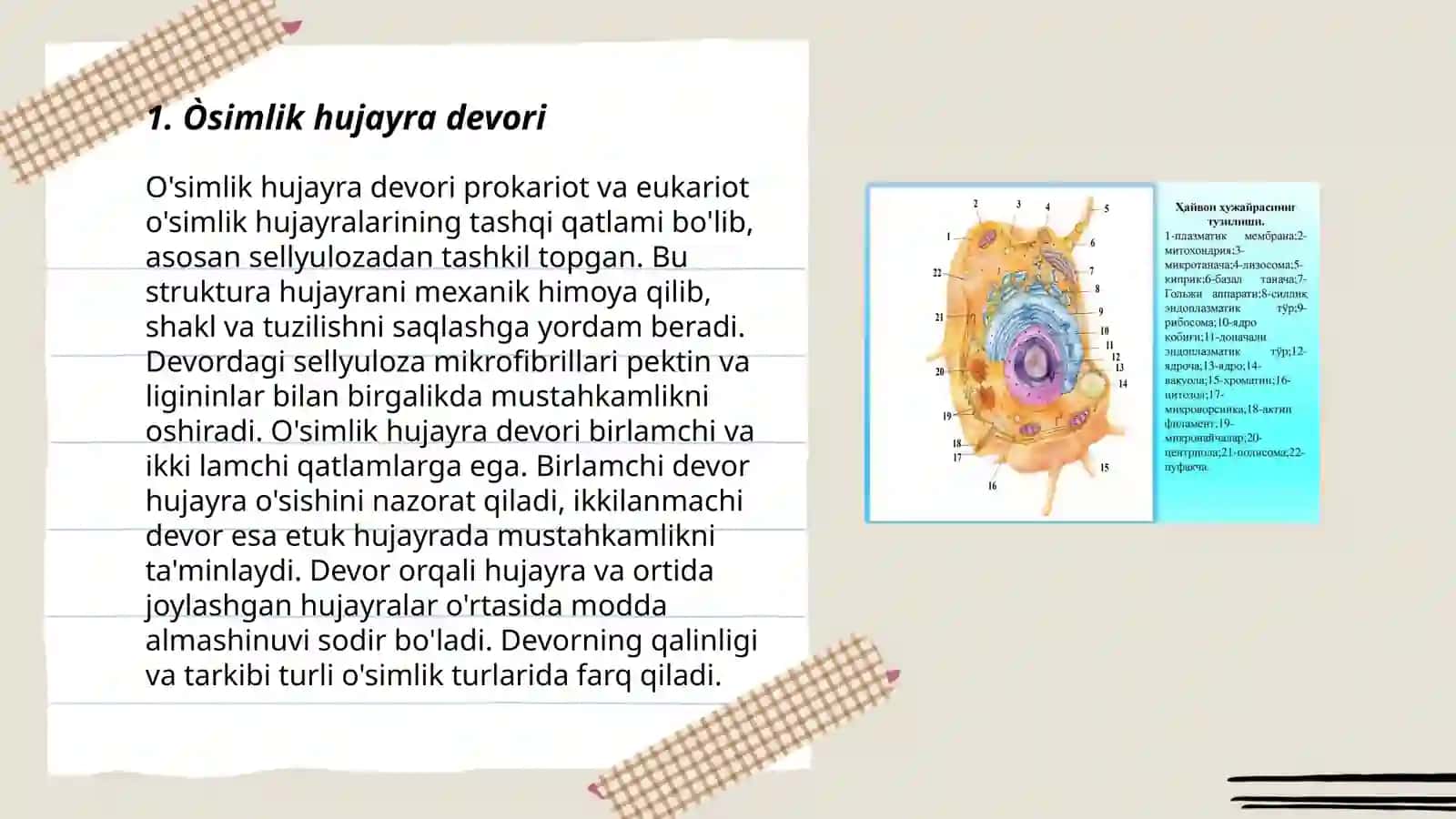 Òsimlik hujayrasining tuzilishi 3