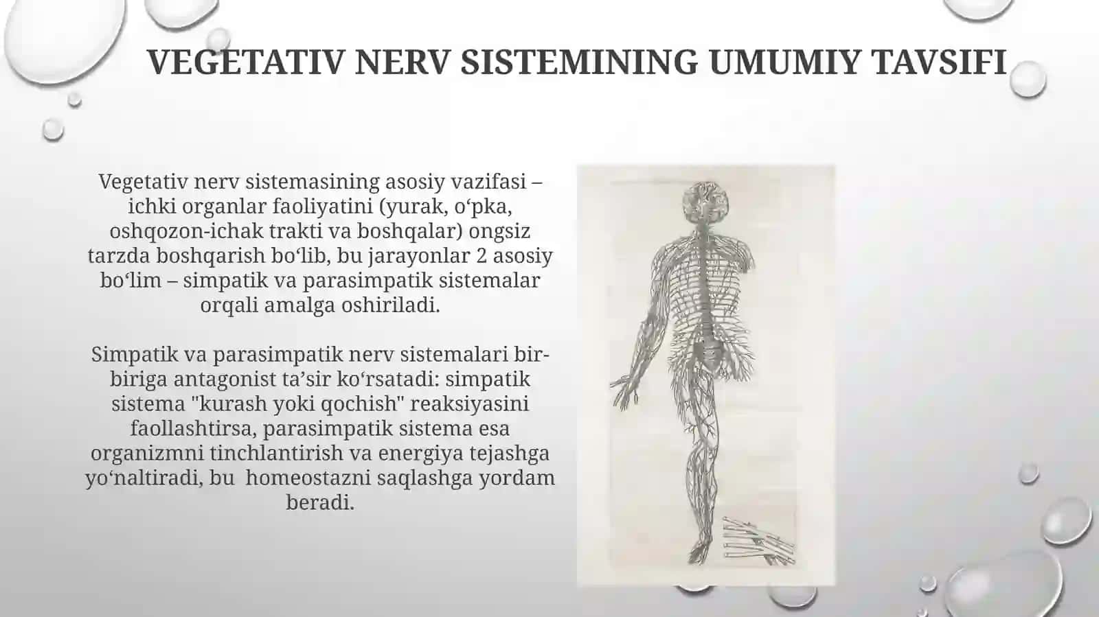 Vegetativ Nerv Sistemining Umumiy Tavsifi 3