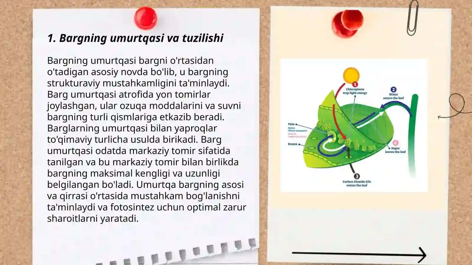 Bargning marfologik va anatomik tuzilishi,funksiyasi 3
