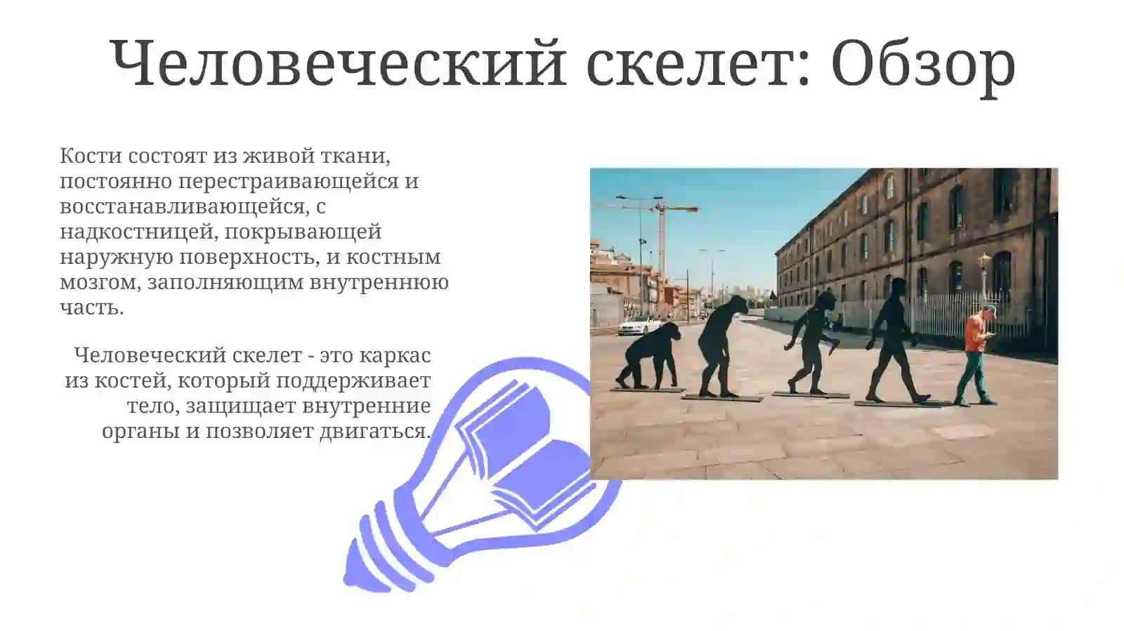 слайдоскелетечеловека 3