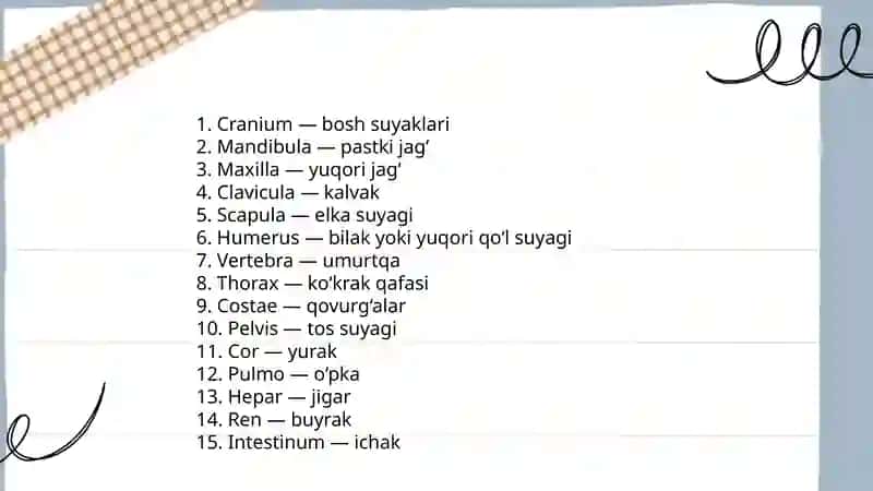 Lotin tilidan atamalar 3