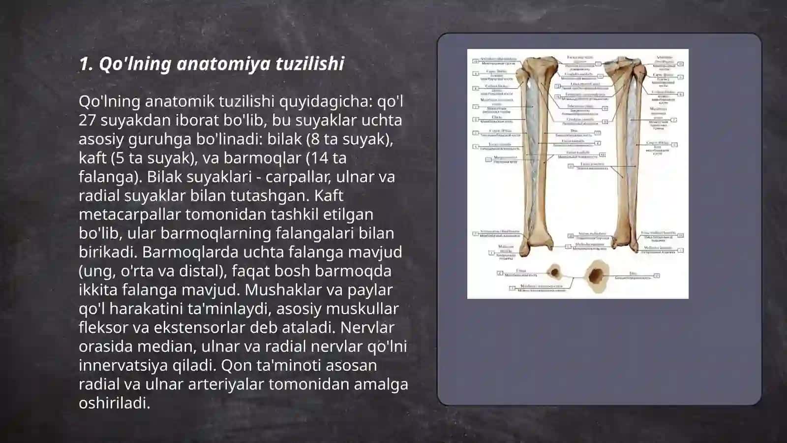 Qo’lning erkin va kamar suyaklari 3