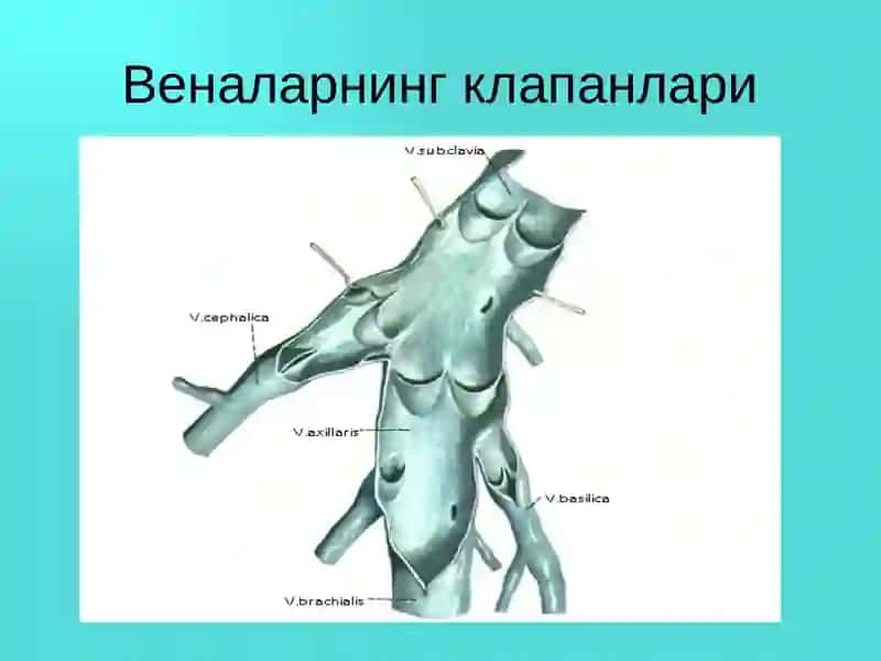 Оёқ веналарининг варикоз касаллиги 3