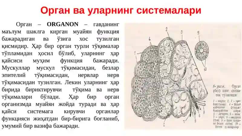 Ҳайвонлар анатомияси 3