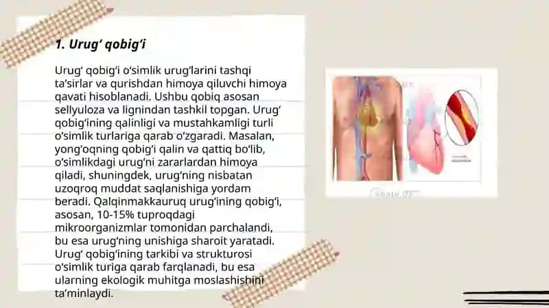 Urugʻ qobigʻi 3