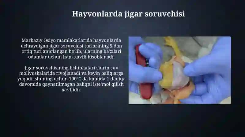 Hayvonlarda jigar soruvchisi 3