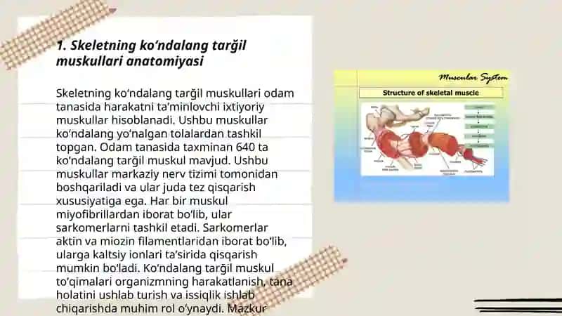 Skeletning koʻndalang tarğil muskullari 3