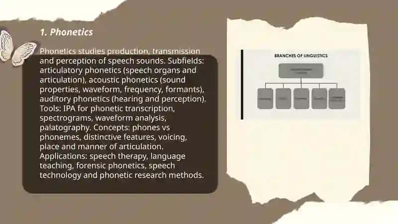 Branches of linguistics 3