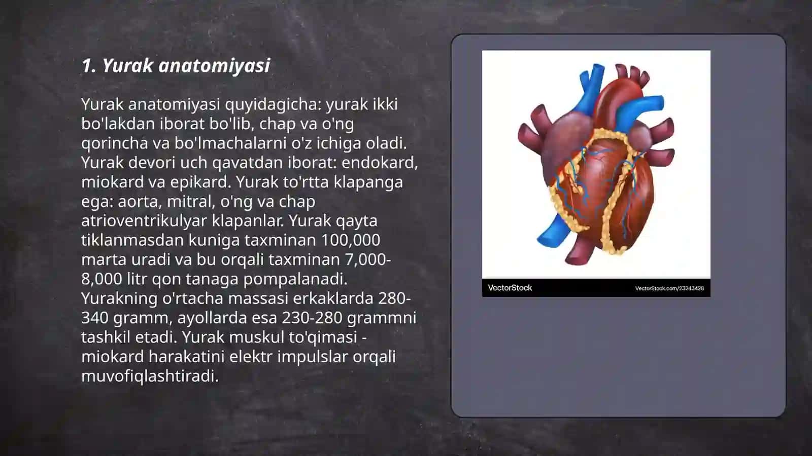 Yurak anatomiyasi 3