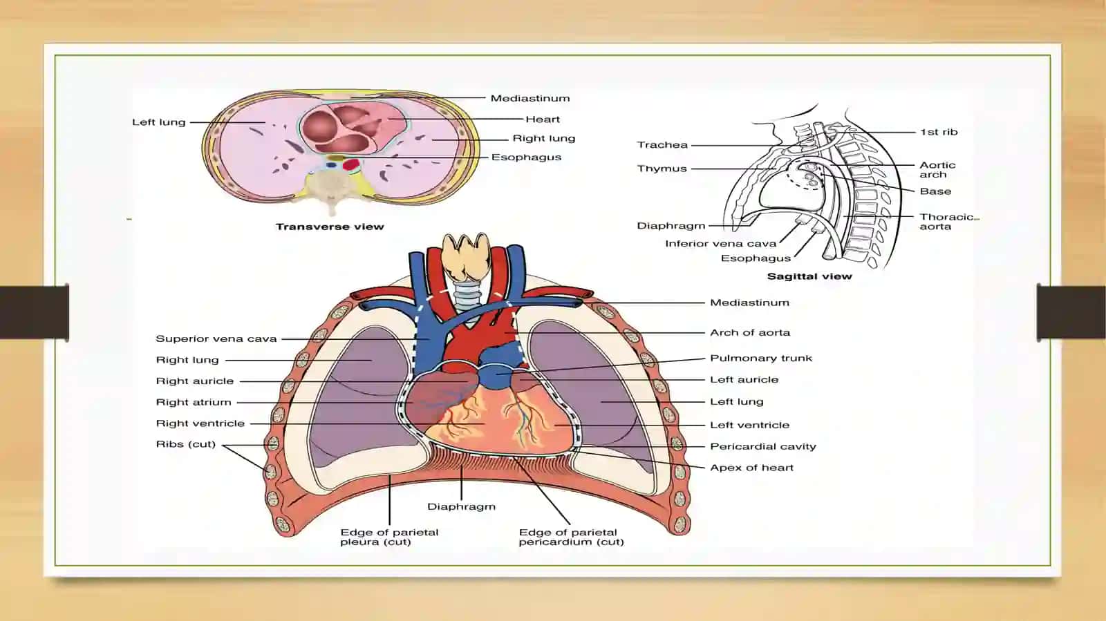 Anatomo-physiological signs of the heart 3