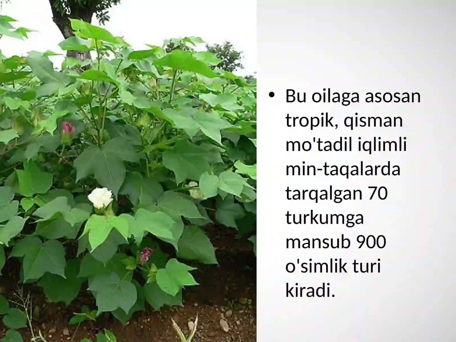 6-sinf Botanika Gulxayridoshlar oilasi 3