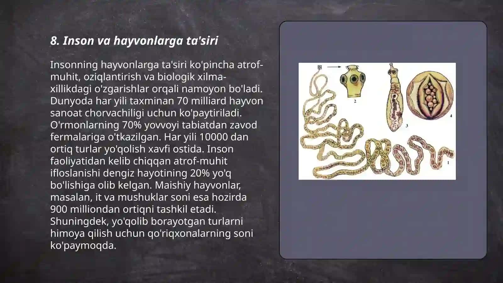 Tasmasimon chuvalchanglar (Cystoda) sinfi 3