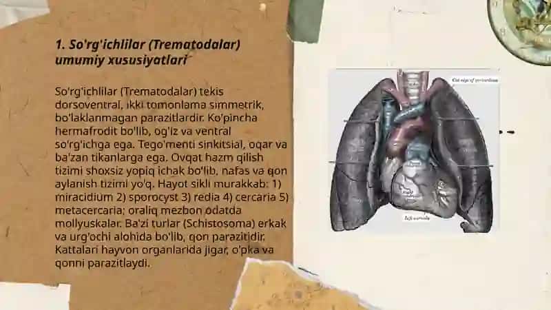 So'rg'ichlilar (Trematodalar) umumiy xususiyatlari 3