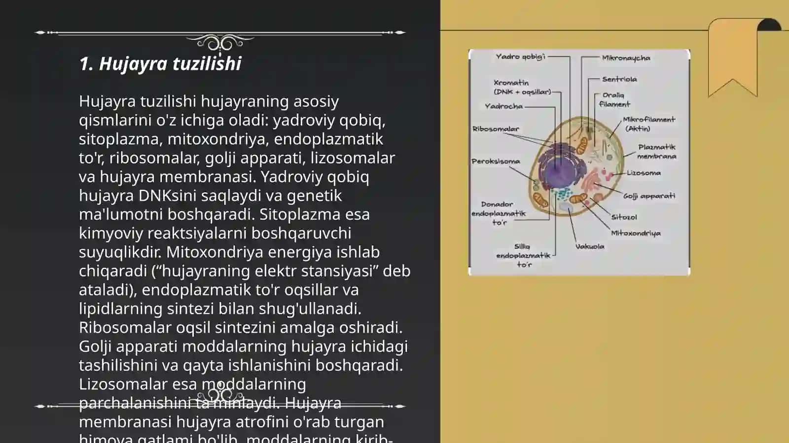 Hujayra tuzilishi 3