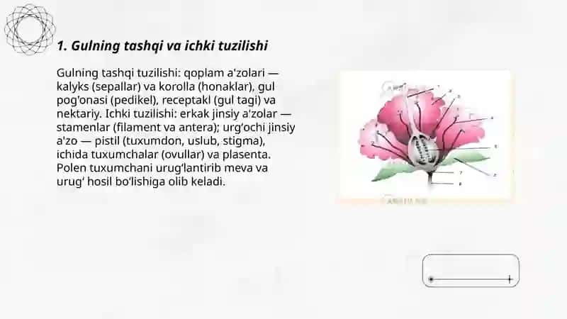 Gulning tashqi va ichki tuzilishi 3